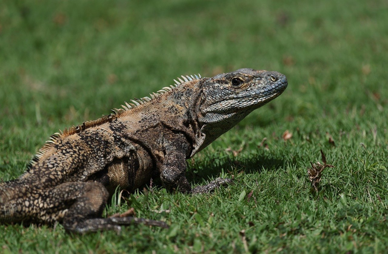 iguana, costa rica, grass, animal, wildlife, mammal, lizard, nature