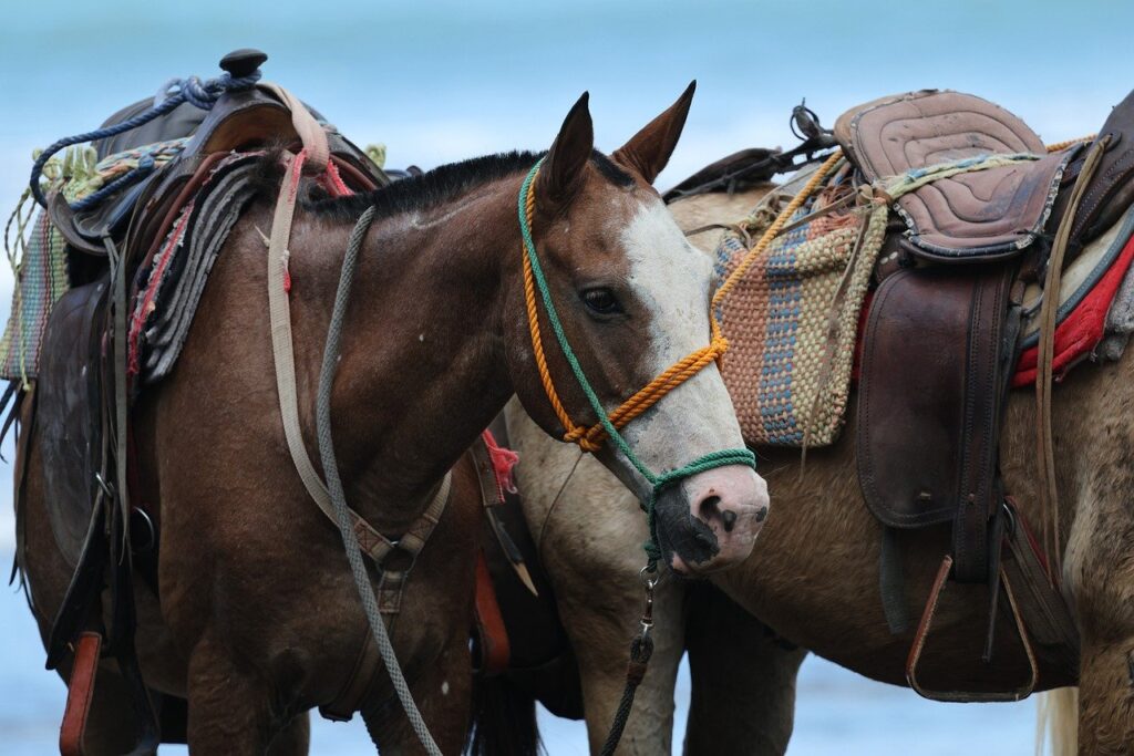 horses, animal, nature, mammal, costa rica, beach