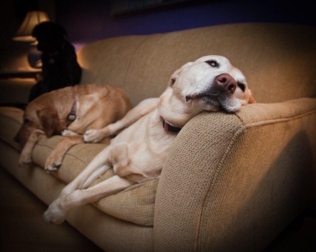couch, lazy, dog, nature, pet, animal, canine, portrait, cute