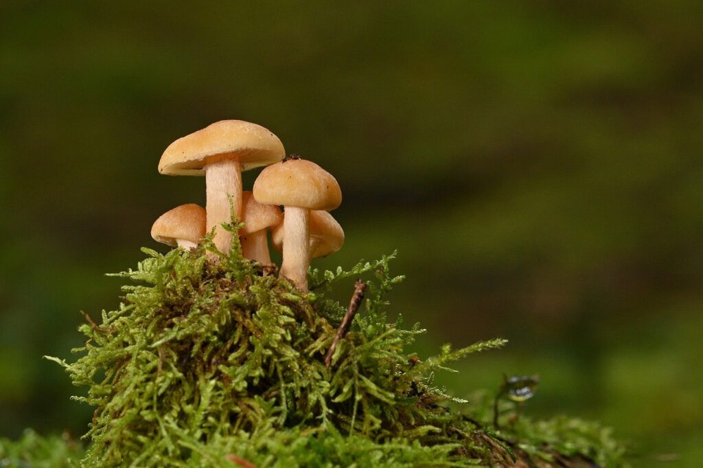 mushrooms, nature, fungal science, close up, forest floor, fruiting bodies, forest, moss, macro