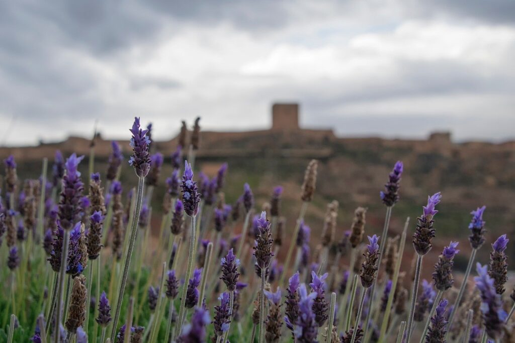 lavender, flower wallpaper, beautiful flowers, flower background, flowers, nature, landscape
