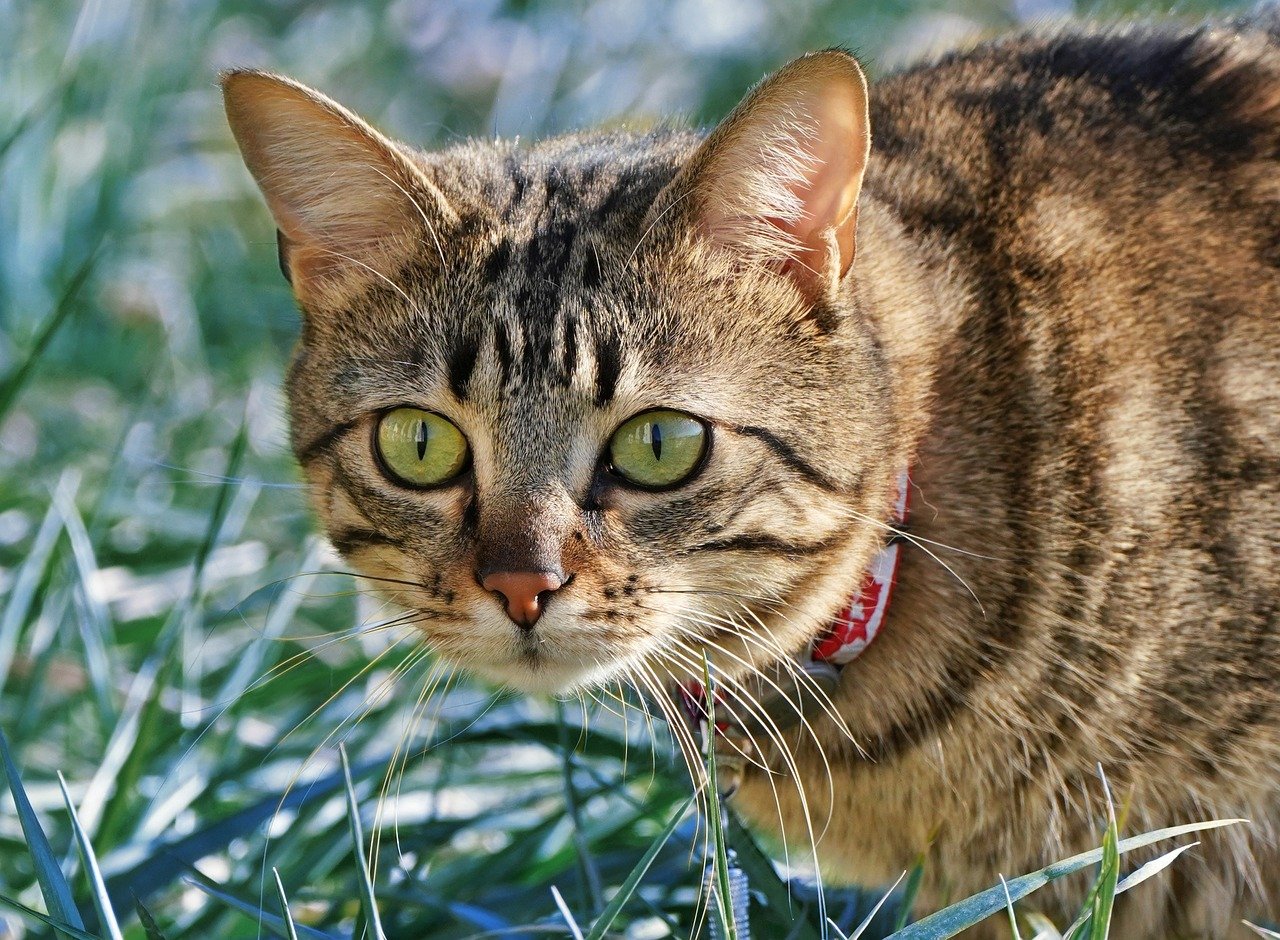 cat, head, nature, look, cute, feline, animal, domestic animal, domestic, pet, mammal