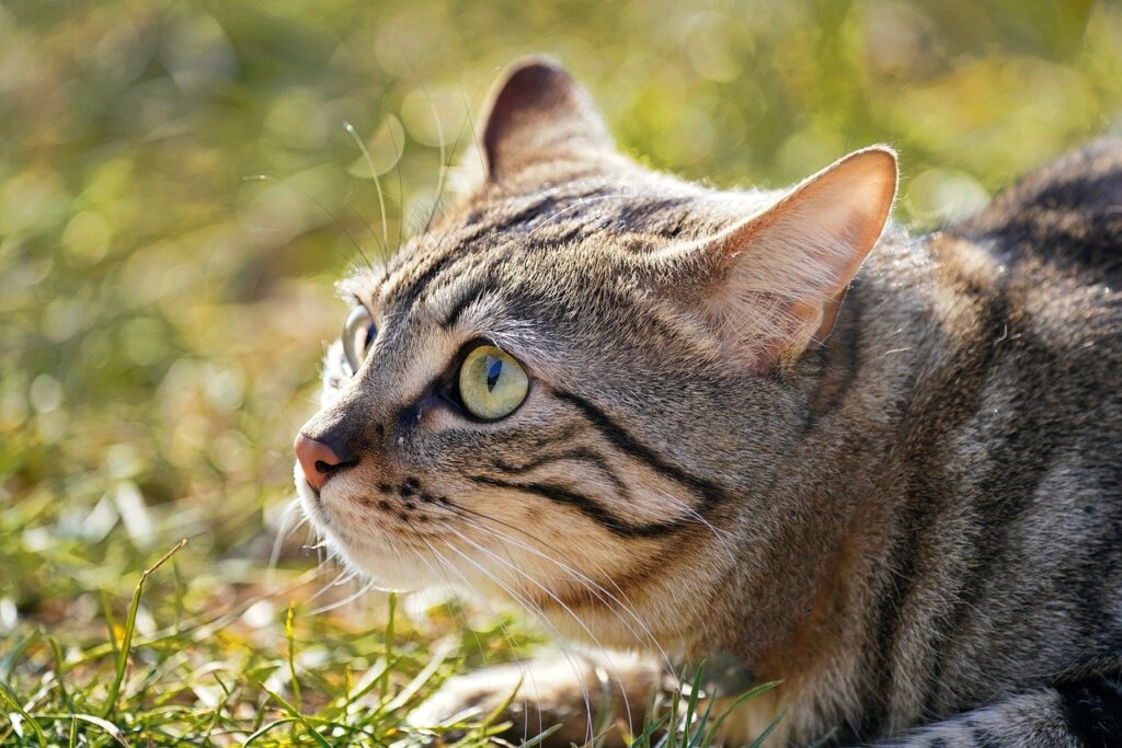 cat, look, nature, cute, feline, animal, domestic animal, domestic, pet, mammal, grass