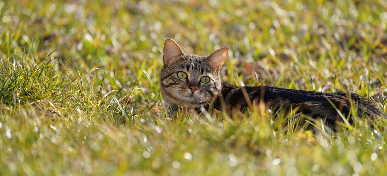 cat, lying, look, cute, feline, nature, animal, domestic animal, domestic, pet, mammal, field