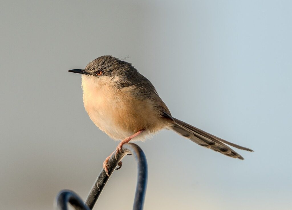 prinia, bird, animal, nature, wildlife, fauna, perched, warbler, beak, avian, plumage, india, ornithology, species, feathers, birdwatching, wild, songbird