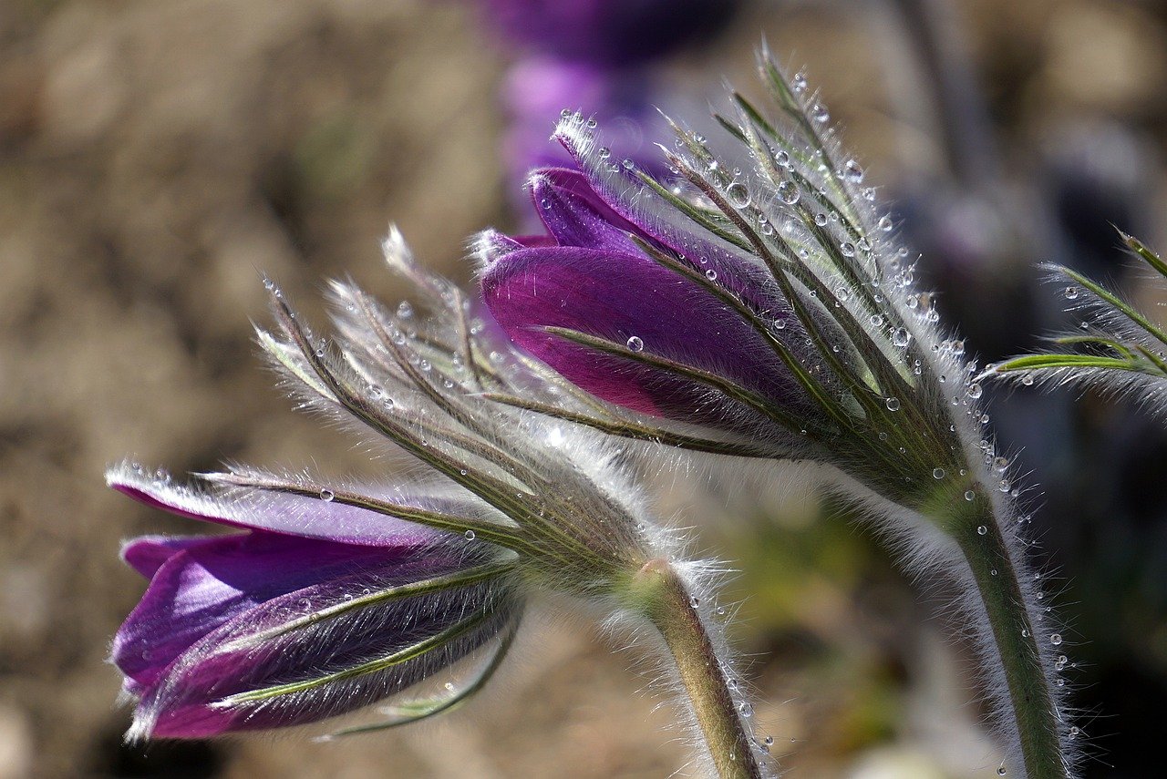 pasque-flower, flower, garden, flora, plants, nature, fluffy, close up, violet, botany, growth, spring flowers, ornamental plants, flowering, in bloom, bloom, dew drops, dew, droplets, drip, drops of water