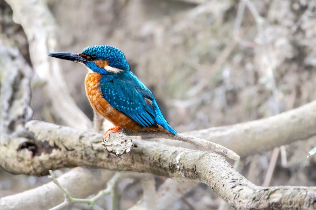 ai generated, tree, european bee eater, birdwatching, brown breast, outdoors, kingfisher, plumage, full hd wallpapers, nature, beak, sitting, animal photography, bird, bird watching, ornithology, branch