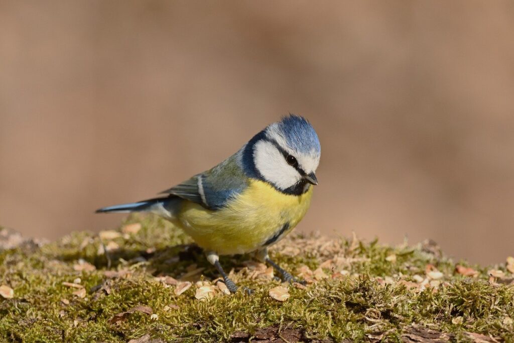 bird, blue tit, ornithology, wildlife, sitting, bird watching, songbird, tree, sunny, nature