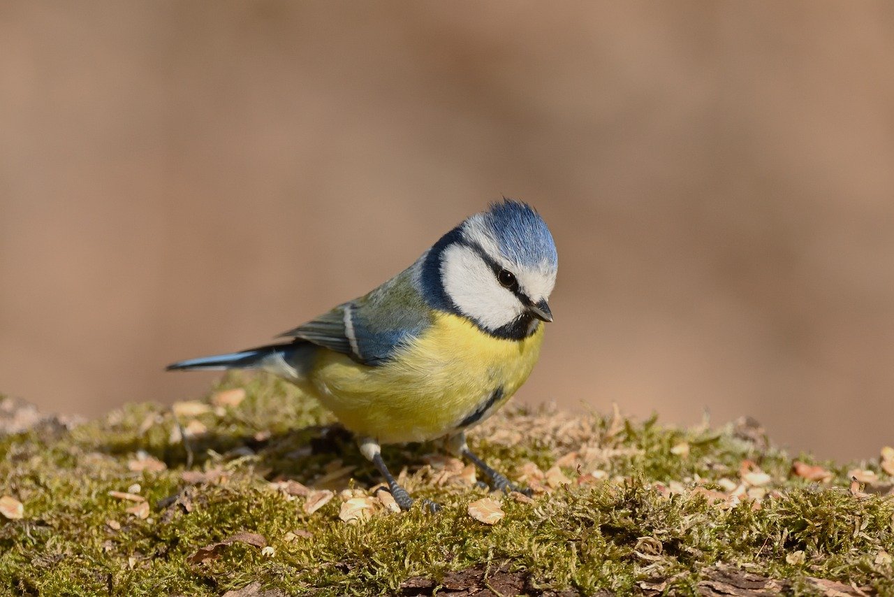 bird, blue tit, ornithology, wildlife, sitting, bird watching, songbird, tree, sunny, nature