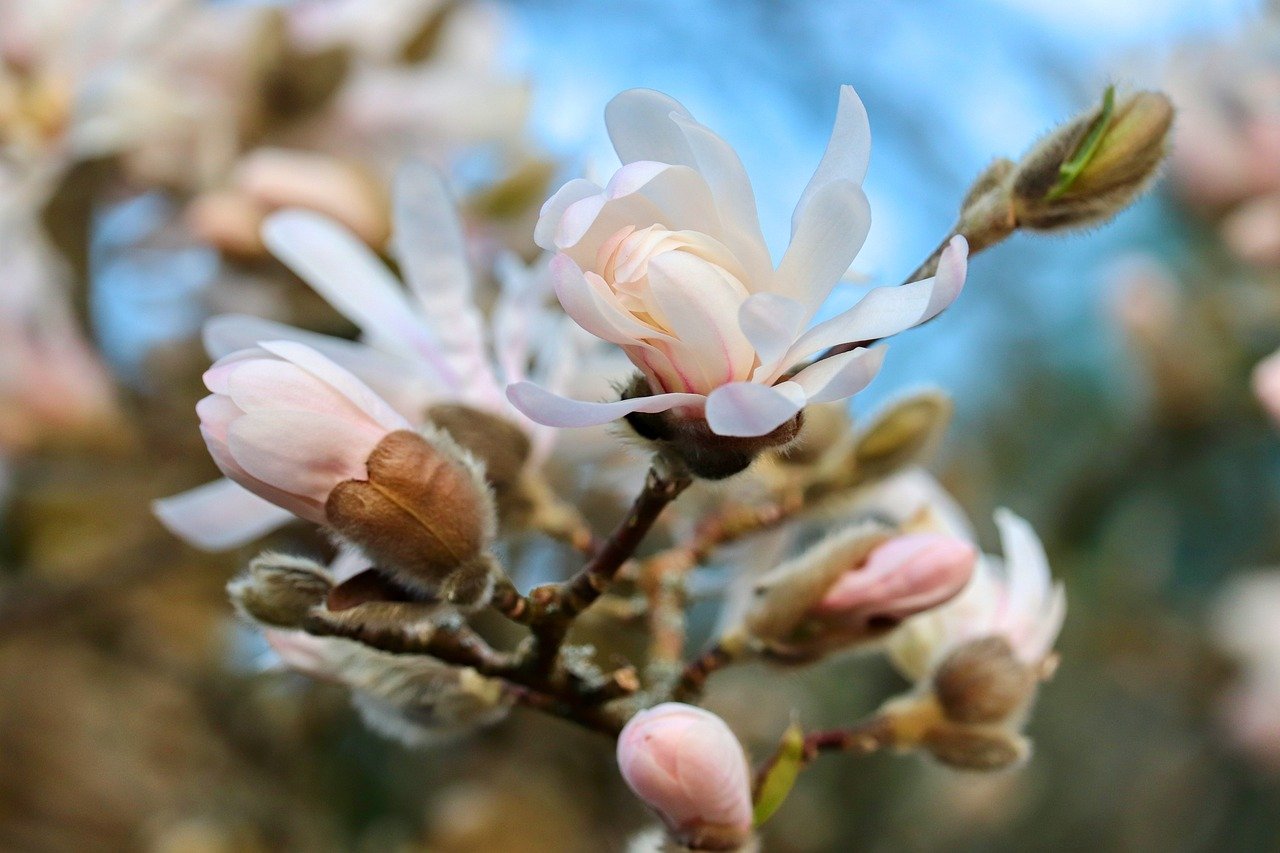 magnolia, magnolia flower, magnolia tree, pink, spring bloomers, magnolia family, spring, blossom, bloom