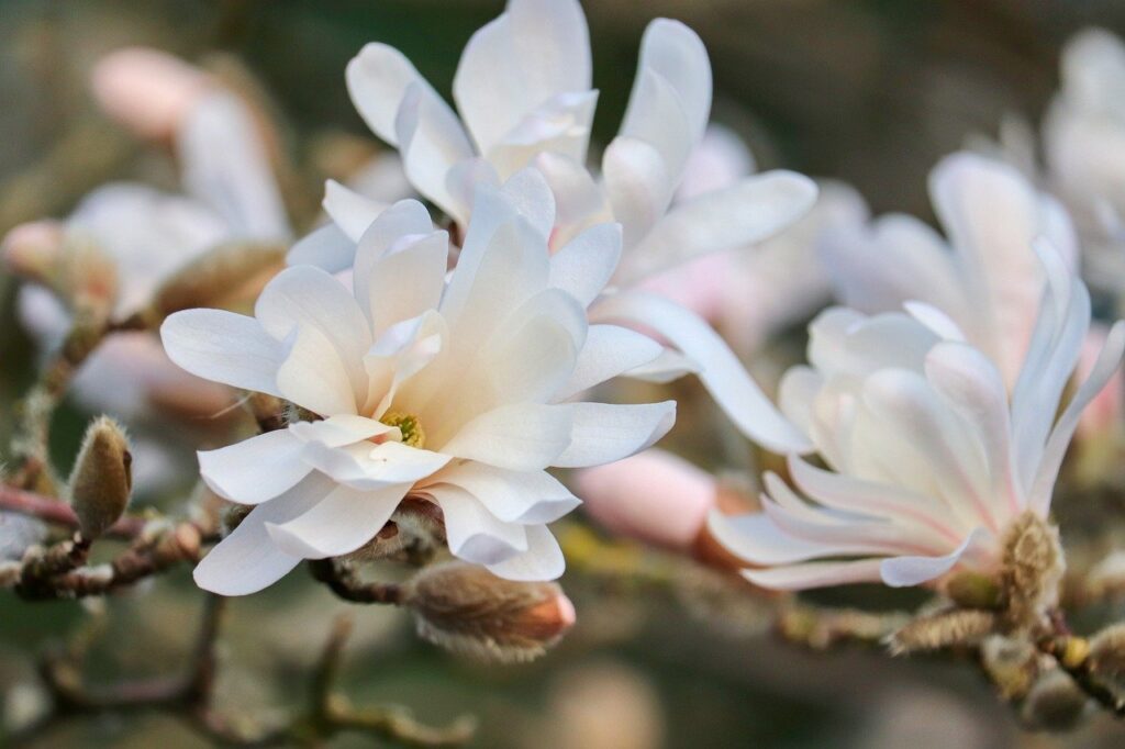 magnolia, magnolia flower, magnolia tree, pink, spring bloomers, magnolia family, blossoms