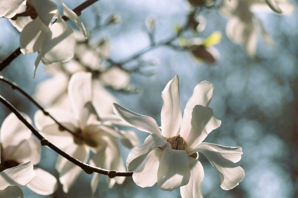 magnolia, spring, bloom, sun, nature, backlighting, petals, leaves, branch, bees, bumblebee, insect, flying, light