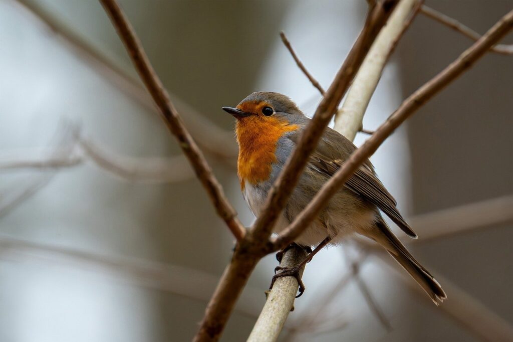 bird, robin, songbird, nature, wild bird, spring, garden, nest building, migratory bird, insectivore, forest, branch, feathers, beak, wildlife, europe, fall, winter guest, breeding season, ornithology
