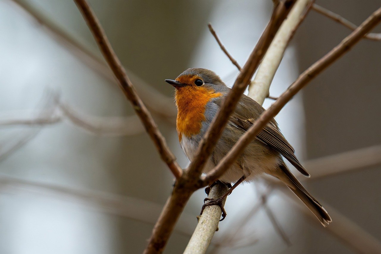 bird, robin, songbird, nature, wild bird, spring, garden, nest building, migratory bird, insectivore, forest, branch, feathers, beak, wildlife, europe, fall, winter guest, breeding season, ornithology