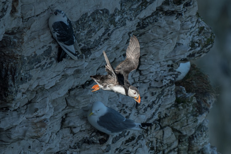 A puffin takes flight from the rocky cliffs.