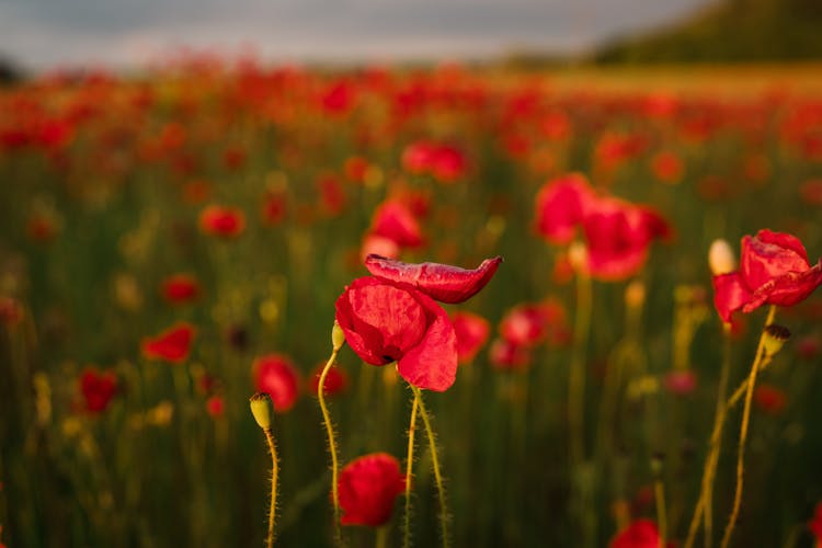 poppy field at sunset