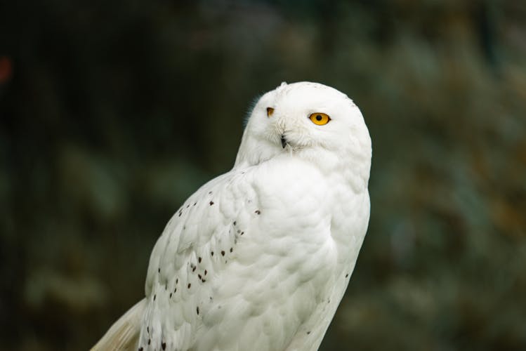 A beautiful snowy owl gazes intensely, showcasing its striking white plumage and vivid yellow eyes.
