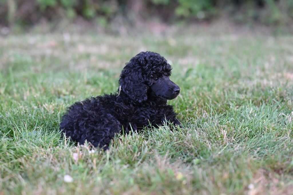 dog, royal poodle aglaë, nature, animal, poodle, mammal, canine