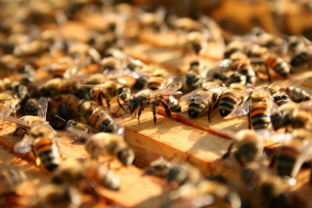 bees, hive, beekeeping, apiary, european bee, honey bee, entomology, insect, hymenoptera, nature, approach, colony, detail