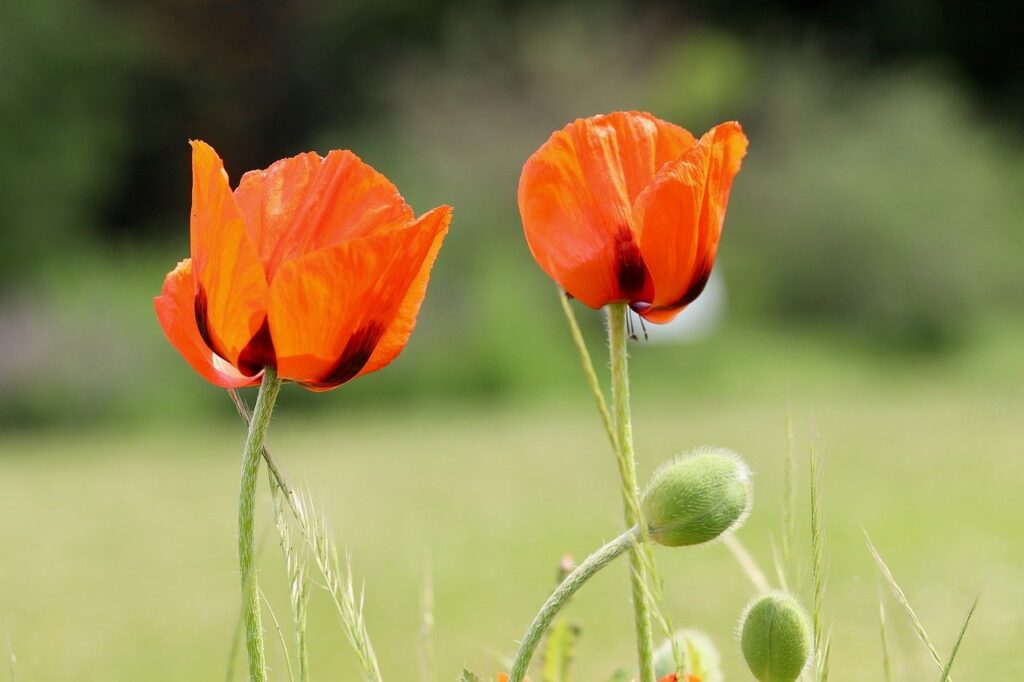 poppy, beautiful wallpaper, wallpaper 4k, corn poppy, desktop backgrounds, free background, papaver, laptop wallpaper, mac wallpaper, windows wallpaper, clap rose, red flower, petals, hd wallpaper, 4k wallpaper, cool backgrounds, beautiful flowers, flower wallpaper, background, free wallpaper, full hd wallpaper, 4k wallpaper 1920x1080, wallpaper hd, nature
