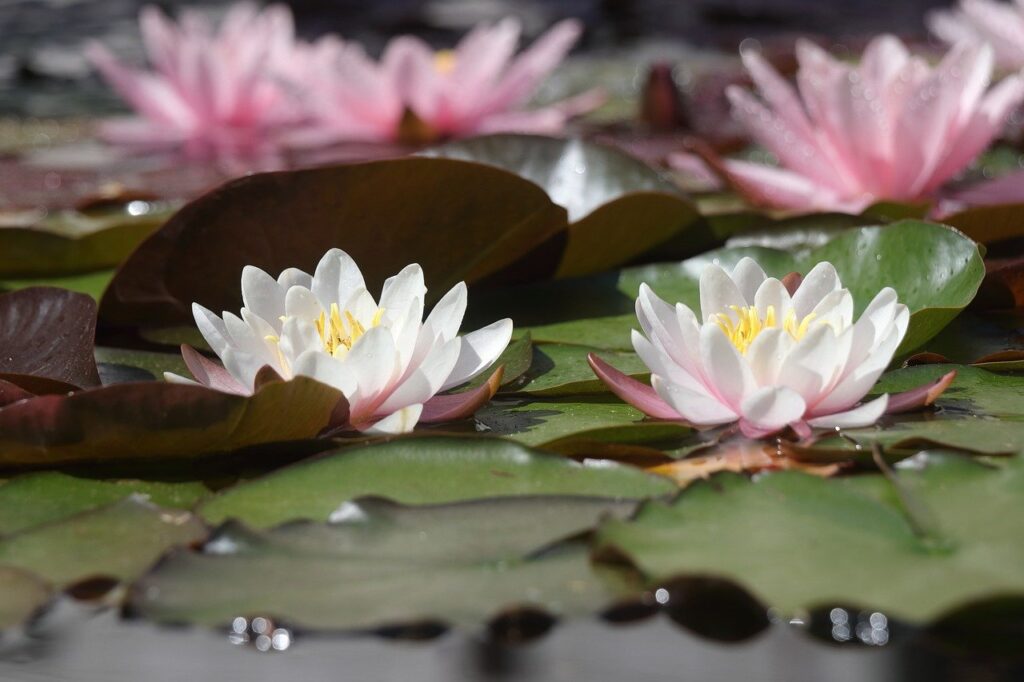 plant, beautiful flowers, water lily, water, aquatic plant, pond, flower, blossom, flower background, bloom, water lilies, pink, lily pad, flower wallpaper, nature