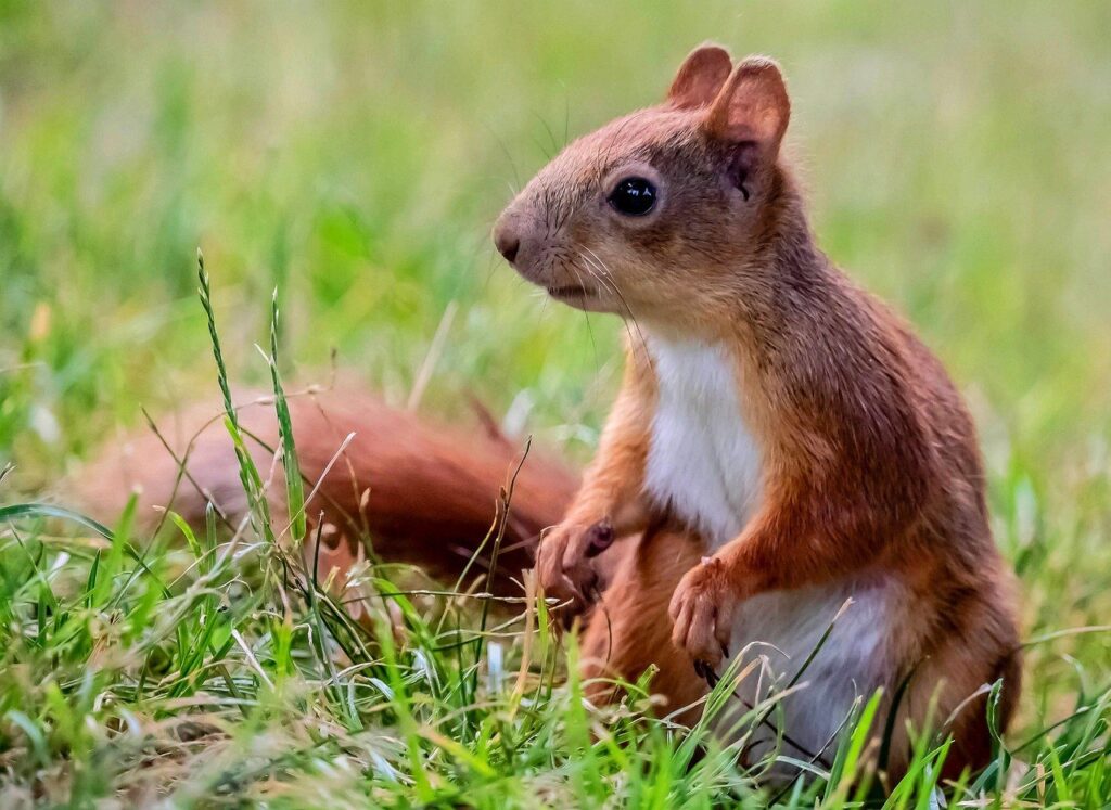 squirrel, nature, free background, windows wallpaper, nature background, wildlife, cool backgrounds, animal, free wallpaper, 4k wallpaper, desktop backgrounds, hd wallpaper, beautiful wallpaper, rodent, mammal, cute, forest, mac wallpaper, background, wallpaper, wallpaper 4k, beautiful nature, wallpaper hd, laptop wallpaper, nature wallpaper, full hd wallpaper, 4k wallpaper 1920x1080, portrait