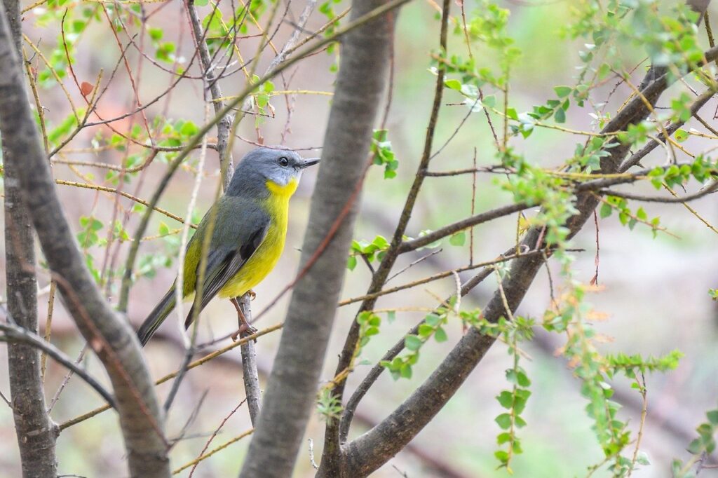 eastern yellow robin, yellow robin, robin, bird, eopsaltria australis, wildlife, wild, nature, avian, birdwatching, plumage, feathers, australia, australian bush