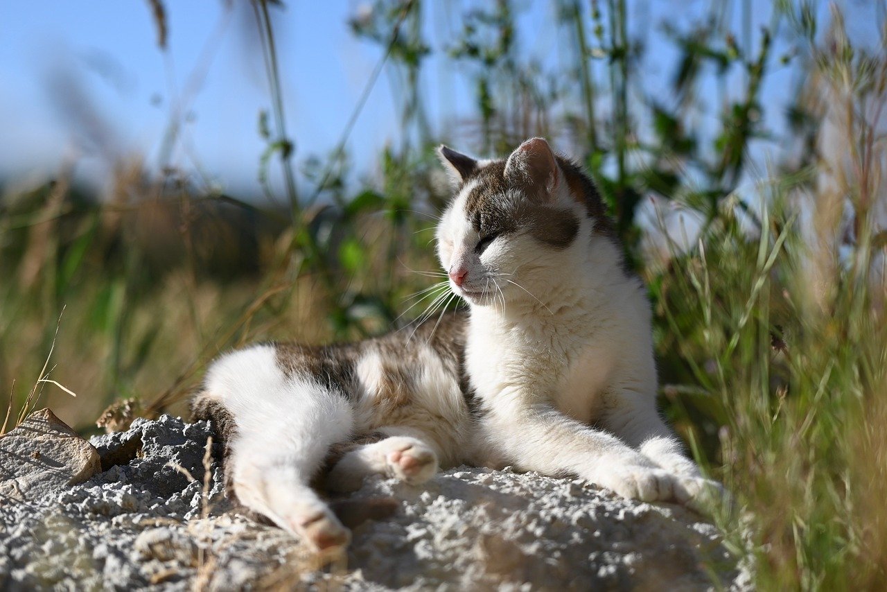 cat, feline, nature, animal, mammal, outdoors, relaxing, sunbathing, lying, fur, whiskers, ears, greenery, rock, wildlife, domestic, pet, photography, natural, daylight