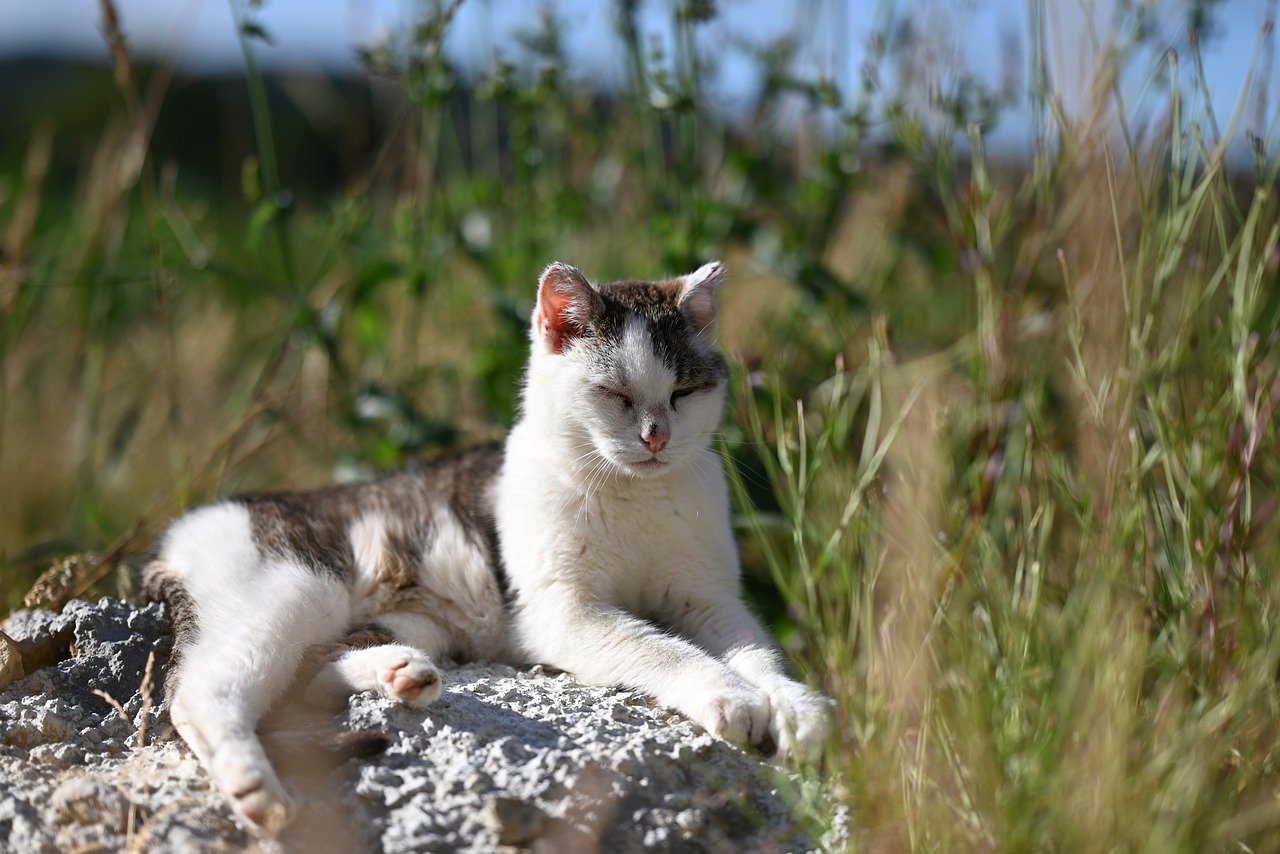 cat, feline, nature, outside, rest, sunlight, green, white, relaxed, peaceful, summer, daytime, lounging, calmed down, animal, serene, savage, pet, environment, landscape