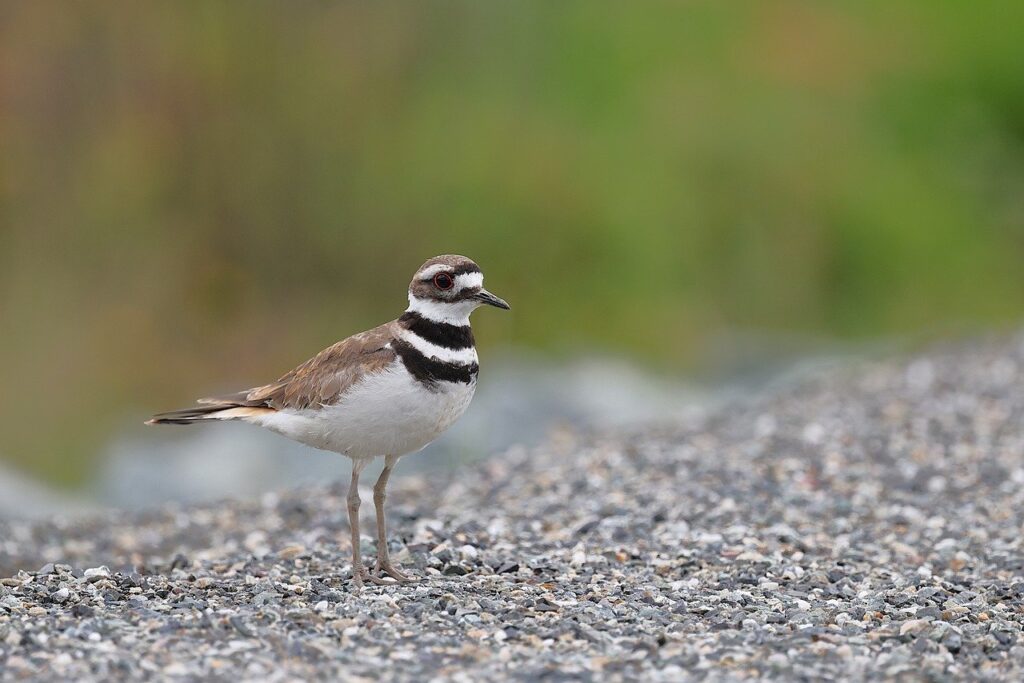 killdeer, nature, bird, wildlife, avian, animal, plumage, outdoors, shorebird, wild