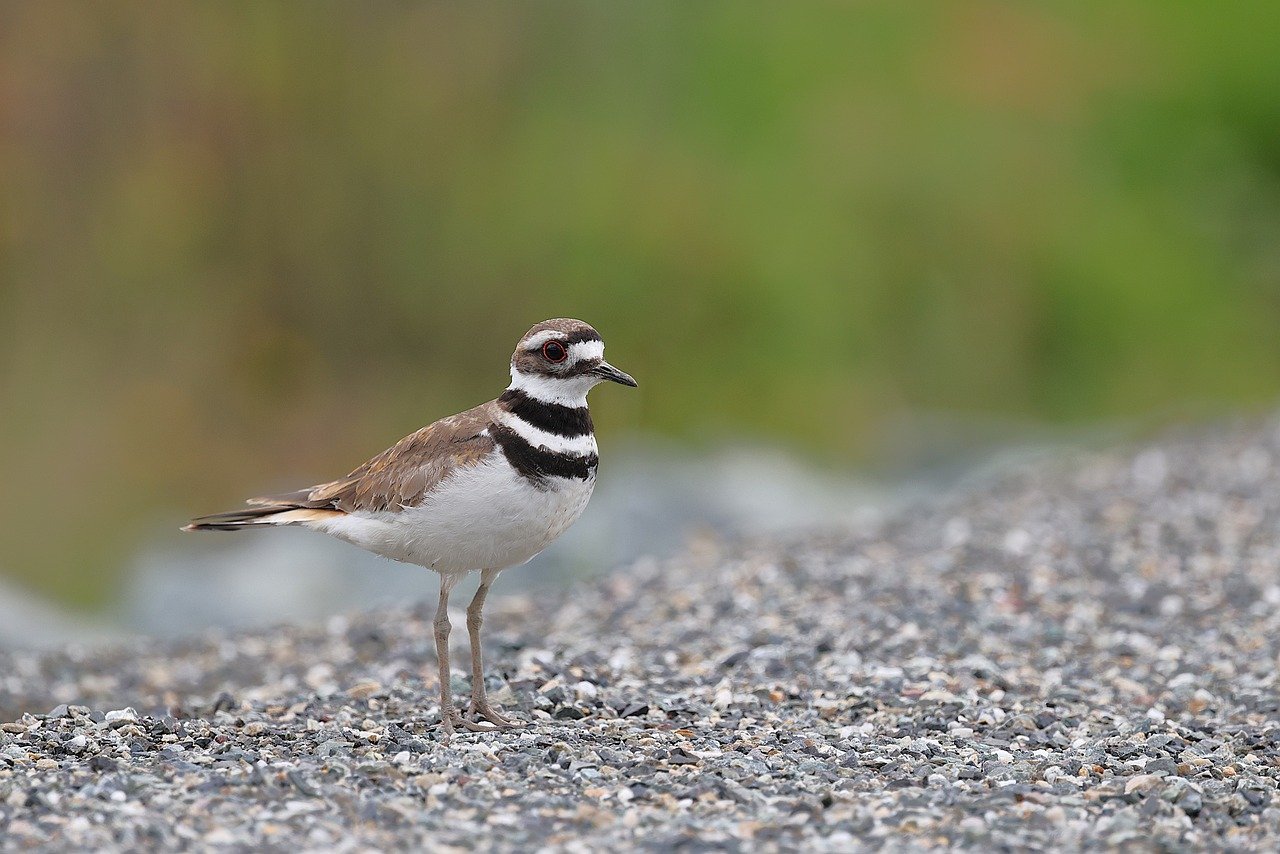 killdeer, nature, bird, wildlife, avian, animal, plumage, outdoors, shorebird, wild