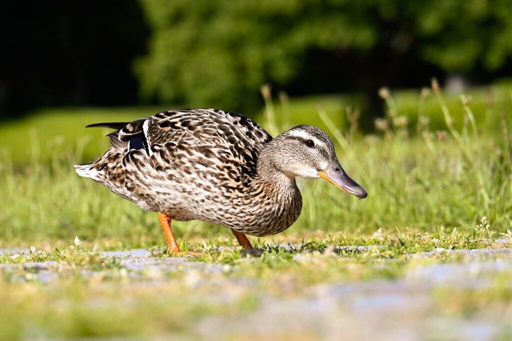 mallard, nature, duck, waterfowl, bird, animal, feather, wildlife, ornithology, closeup, beak, birdwatching, pond, habitat, natural, female, green, brown, outdoors, daylight