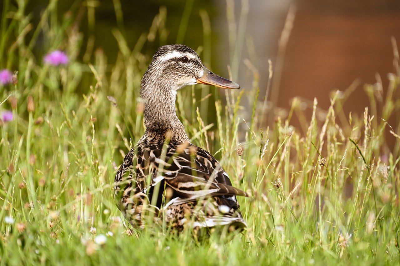 mallard, nature, duck, water bird, bird, animal, plumage, wildlife, ornithology, close up, beak, bird watching, pond, habitat, naturally, female, green, brown, outdoors, daylight