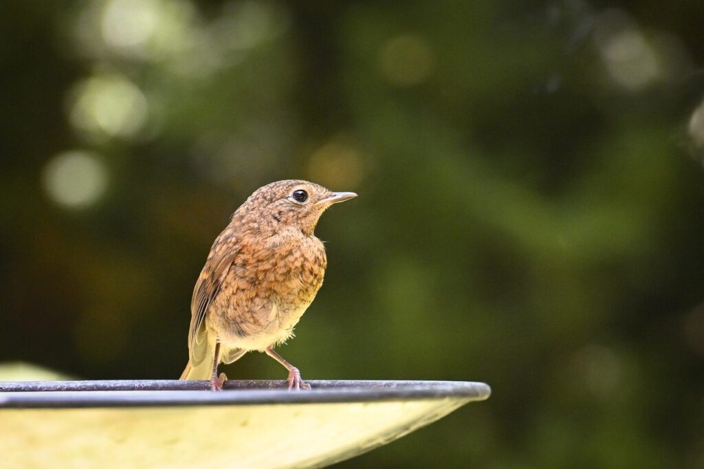 bird, water, perch, nature, wildlife, young, brown, small, outdoor, feather, beak, avian, quiet, peaceful, wild, forest, background, natural, observation, wildlifephotography