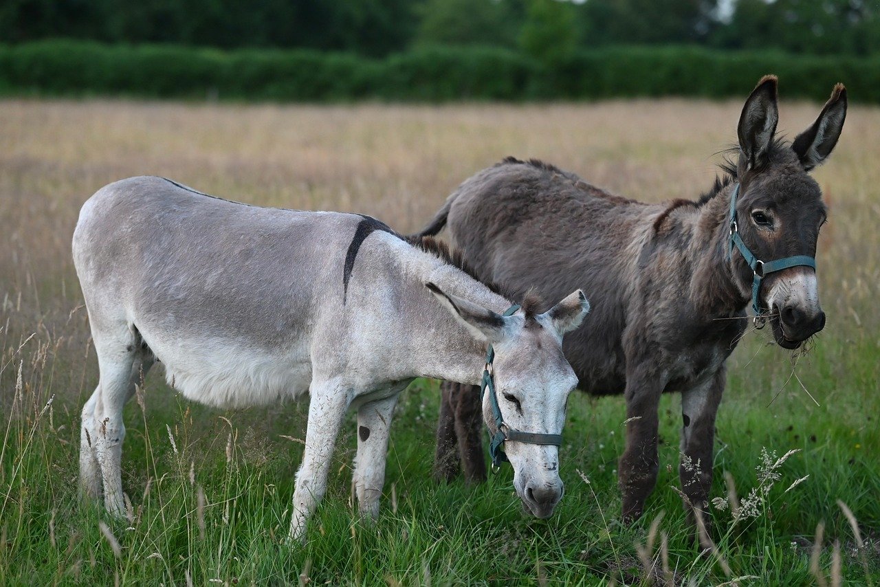 donkey, field, grass, nature, animal, mammal, pasture, fauna, rural, harness, ears, domesticated, pair, summer, green, coat, grazing, agriculture, calm, natural