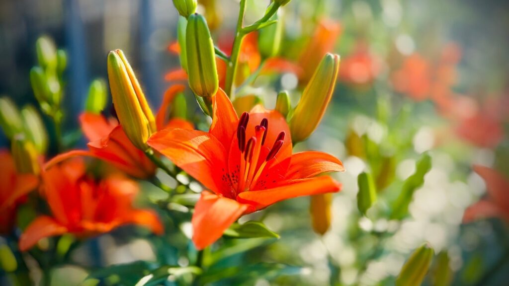 lily, flower, wallpaper, morning, hd wallpaper, morning light, natural, sunshine, bulbs