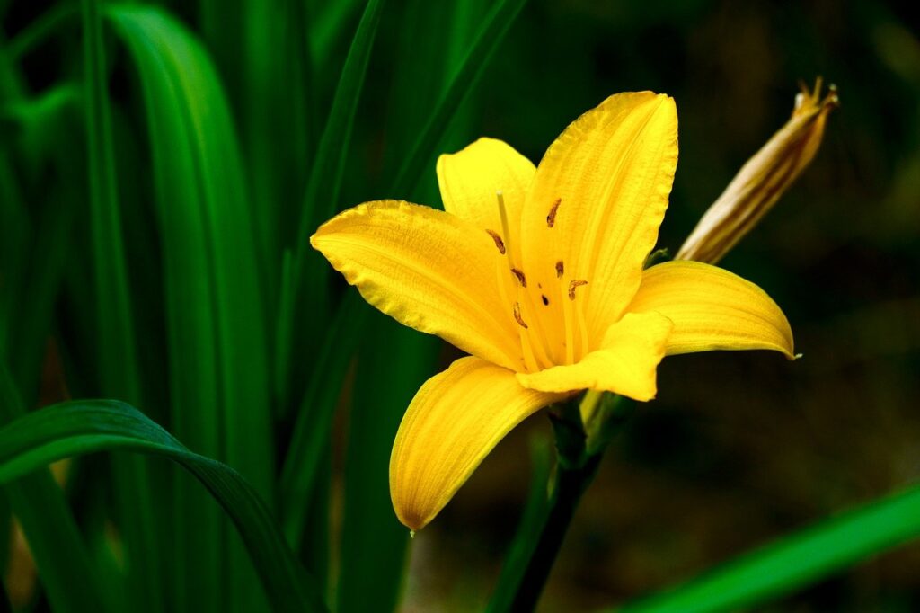 daylily, nature, flower, beautiful flowers, bloom, flora, garden, lily, petal, summer, flower background, macro, yellow, green, outdoor, plant, flower wallpaper, natural, botanical, bright, vibrant, foliage, beauty