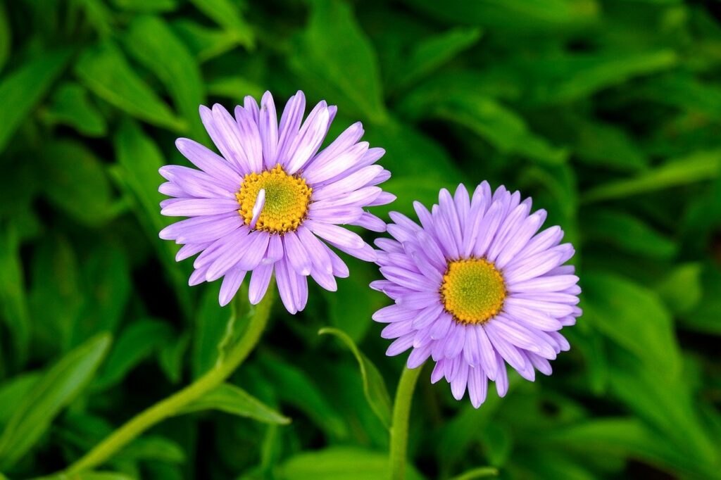 aster, flower, nature, bloom, pair, romantic, garden, summer, purple, green, petals, botanical, floral, blossom, vibrant, leaf, beauty, outdoor, natural, serene