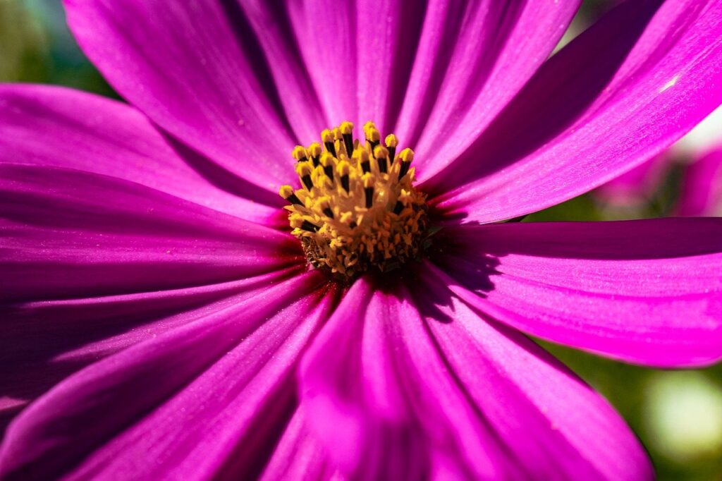 flower, purple, closeup, macro, nature, beautiful flowers, petals, garden, bloom, vibrant, colorful, botanical, flower wallpaper, floral, summer, natural, bright, blossom, outdoors, flower background, horticulture, ornamental, beautiful