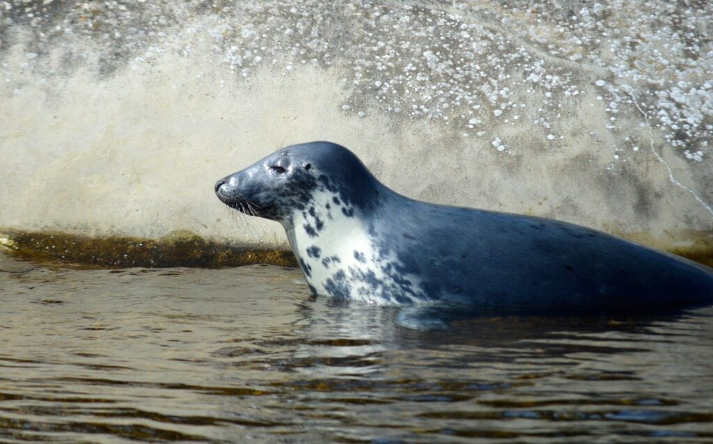 gray seal, water, mammal, sea animal, predator, animal, seal, north sea coast, coast, creature, marine mammal, nature, wildlife, nature background, north sea, sea