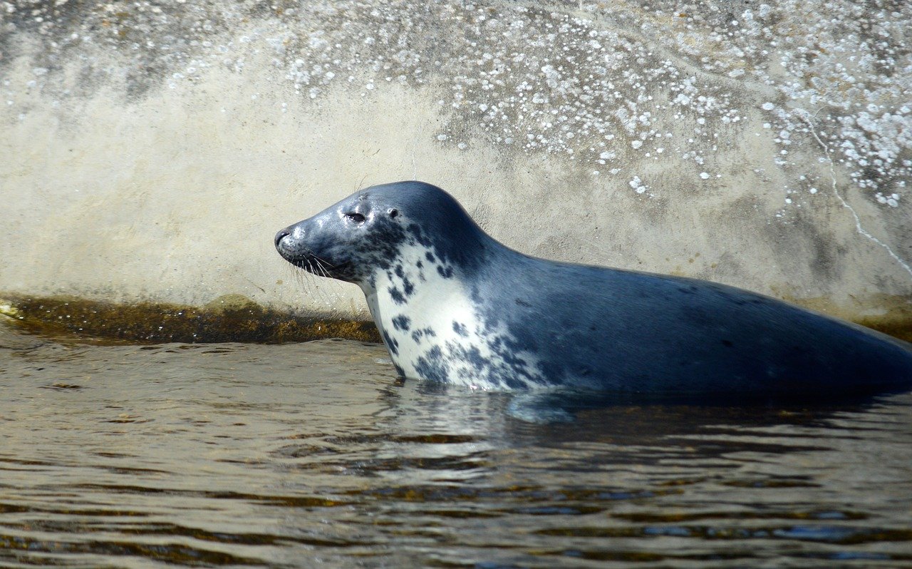 gray seal, water, mammal, sea animal, predator, animal, seal, north sea coast, coast, creature, marine mammal, nature, wildlife, nature background, north sea, sea