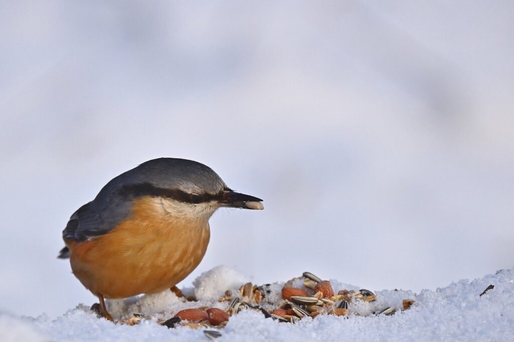 nuthatch, bird, snow, winter, nature, wildlife, plumage, ornithology, bird watching, sitting