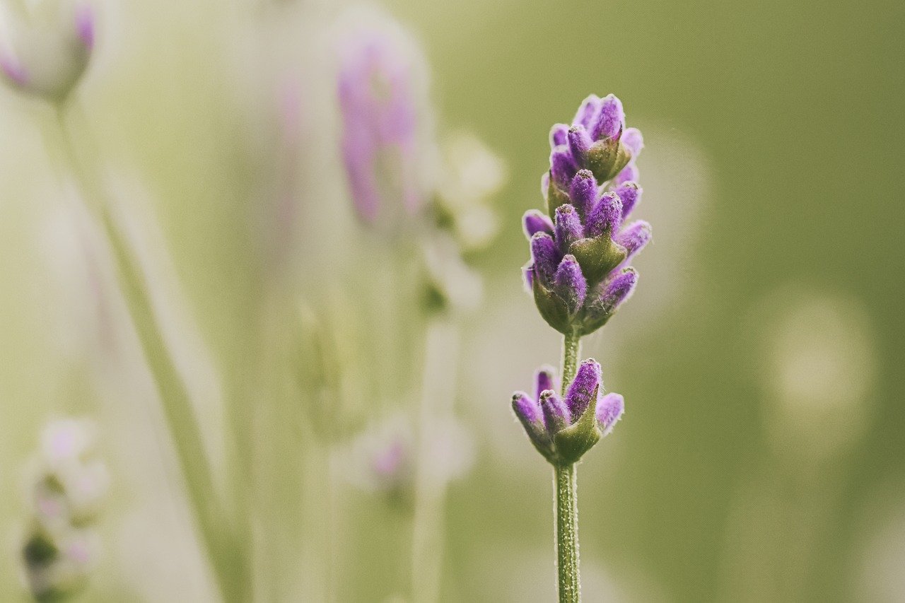 lavender, nature, flower wallpaper, flower, hd wallpaper, blossom, bloom, flora, purple, field, fragrance, inflorescence, plants, lavender cultivation, fragrant, garden