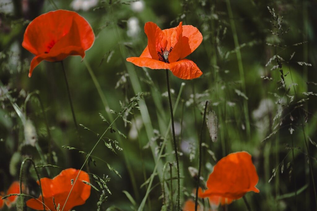 poppy, nature, blossom, bloom, flower wallpaper, flora, flower, petals, close up, plant, garden, wildflowers, summer, meadow, corn poppy, ornamental plant, flower meadow, hd wallpaper, red
