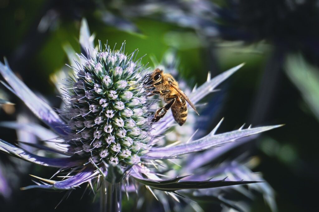 thistle, bee, insect, honey bee, nature, entomology, macro, pollen, pollination, flower, wildflower, purple, close up, ecology, botany, blossom, bloom, wild animals, garden, summer, biodiversity