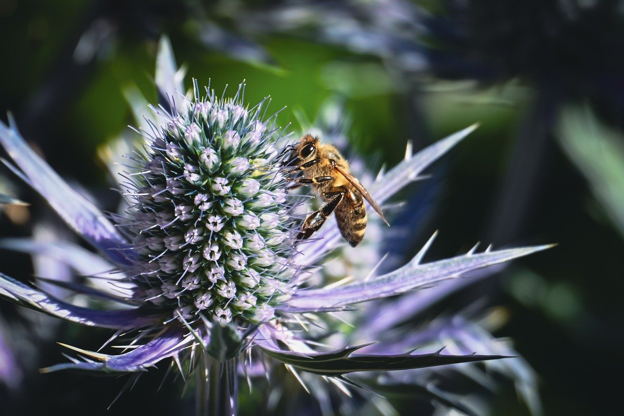 thistle, bee, insect, honey bee, nature, entomology, macro, pollen, pollination, flower, wildflower, purple, close up, ecology, botany, blossom, bloom, wild animals, garden, summer, biodiversity