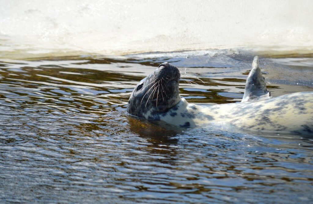 gray seal, seal, predator, animal, sea animal, north sea coast, coast, creature, marine mammal, mammal, nature, wildlife, floating, water sea, north sea, nature background