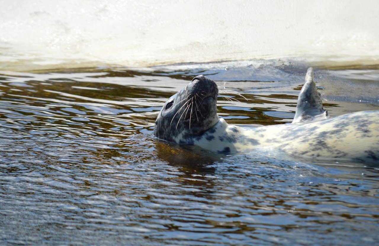 gray seal, seal, predator, animal, sea animal, north sea coast, coast, creature, marine mammal, mammal, nature, wildlife, floating, water sea, north sea, nature background