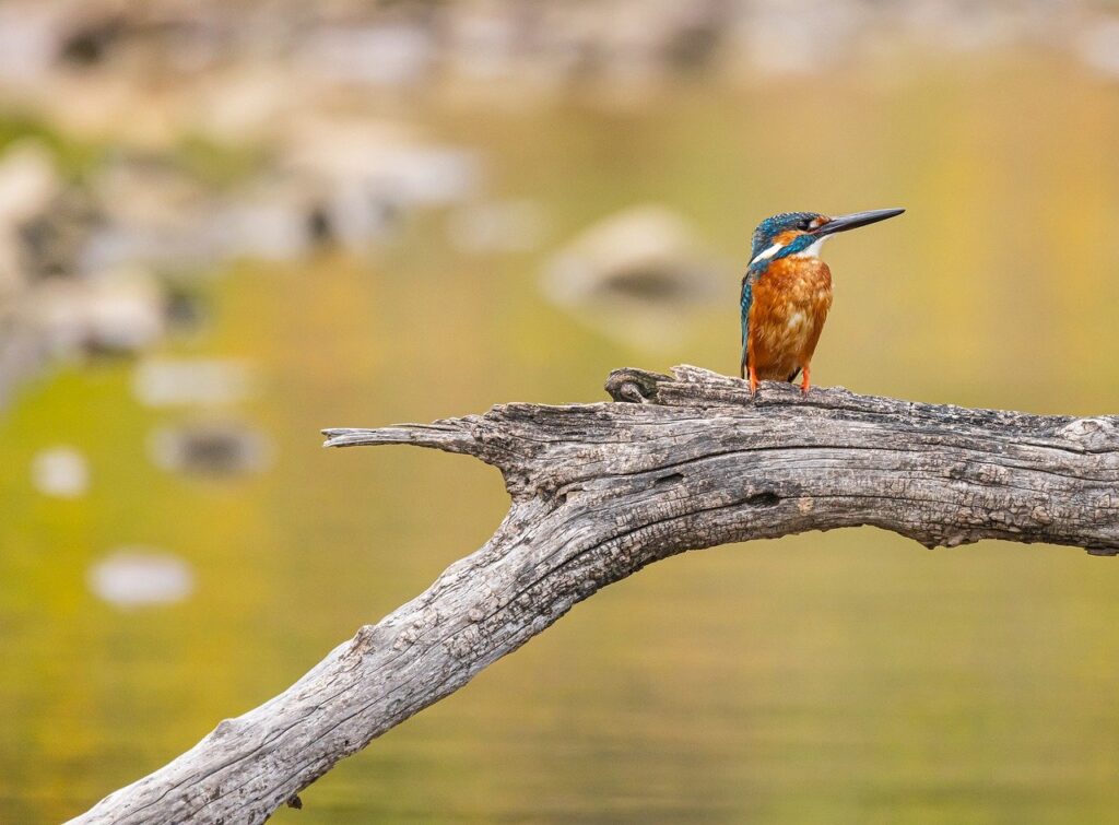 kingfisher, nature, birds, ornithology, animal, beak, sit down, wild, colorful