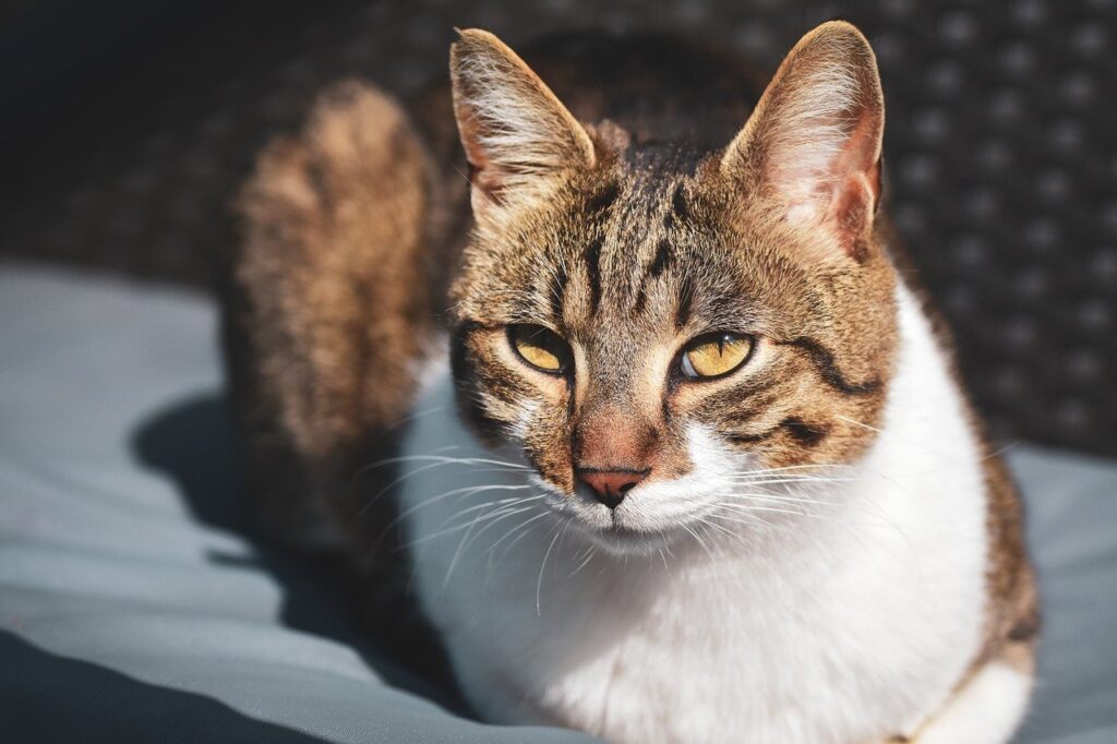 cat, pet, nature, animal, domestic animal, domestic cat